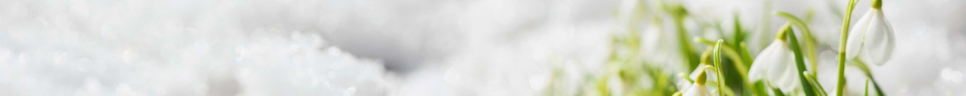 Billedet viser en gruppe hvide sneklæder, der blomstrer mellem sneen. De små blomster står i kontrast til den hvide sne og giver et indtryk af forår, der nærmer sig, selvom vinteren stadig er til stede.