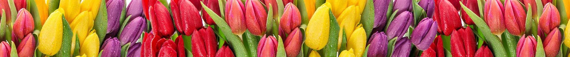 En række farverige tulipaner i rød, gul, lilla og pink. Blomsterne står med grønne blade, der fremhæver deres vibrerende nuancer. Baggrunden er hvid, hvilket får tulipanerne til at skille sig ud.